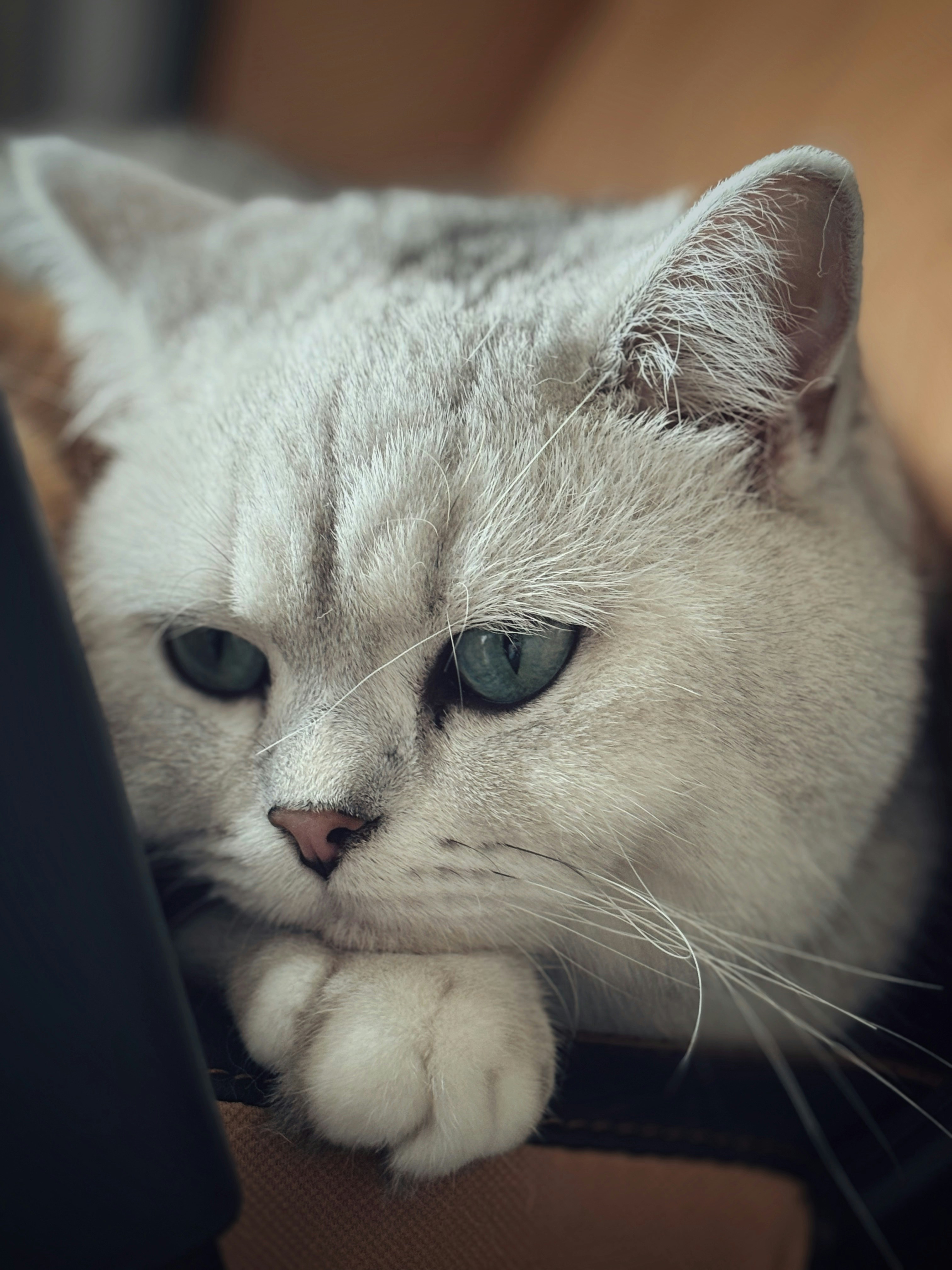 A white cat laying on top of a laptop computer